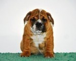 Engleski Buldog 